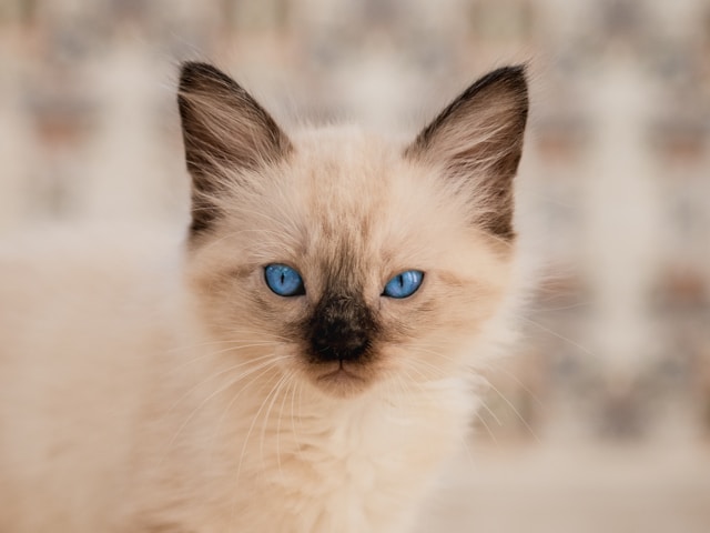 de-5-mest-sosiale-kattene