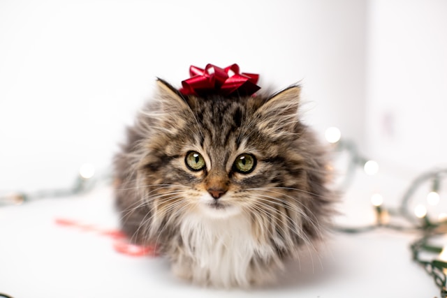 de-5-mest-sosiale-kattene