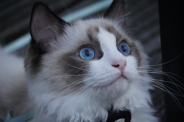 de-5-mest-sosiale-kattene
